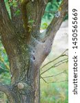 macro closeup of white nest of oak processionary caterpillars Thaumetopoea processionea on a infested  tree, poisonous hairs are dangerous for human skin and lungs causing rash, irritation and asthma