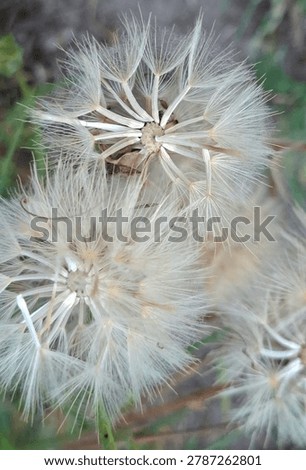 Macro close-up of wild Goat’s Beard (Salsify, Tragopogon dubius) seed heads with delicate fluffy texture and soft natural background, capturing fragile beauty and calm atmosphere in nature.