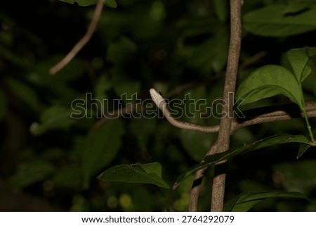 A macro close-up of a wild Günther’s bronzeback tree snake (Dendrelaphis caudolineolatus) captured in a natural forest setting, with its slender body extending into a clean dark background. The image focuses on the snake’s head and alert expression, highlighting its large eyes, smooth scales, and arboreal form. This species is a fast-moving, diurnal tree snake commonly found in Sri Lanka, where it inhabits forests and vegetation. The shallow depth of field isolates the subject while preserving a natural representation of the species. This photograph captures a subtle behavioural moment, suitable for themes of reptiles, arboreal wildlife, and tropical biodiversity. Back ground has green leaves and branches