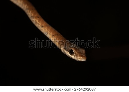 A macro close-up of a wild Günther’s bronzeback tree snake (Dendrelaphis caudolineolatus) captured in a natural forest setting, with its slender body extending into a clean dark background. The image focuses on the snake’s head and alert expression, highlighting its large eyes, smooth scales, and arboreal form. This species is a fast-moving, diurnal tree snake commonly found in Sri Lanka, where it inhabits forests and vegetation. The shallow depth of field isolates the subject while preserving a natural representation of the species. This photograph captures a subtle behavioural moment, suitable for themes of reptiles, arboreal wildlife, and tropical biodiversity. Back ground has green leaves and branches