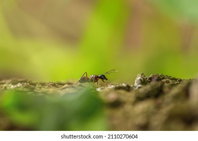 Macro Close-up Of A Wood Ant