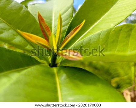 Macro close-up of young leaf shoots and buds growing from the center of whorled green leaves of Alstonia scholaris (pule tree) in a natural habitat