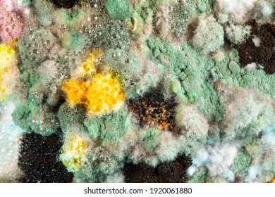 Macro Of A Cluster Of Colorful Molds That Have Infected Spoiled Food Leftovers In The Refrigerator, Concept Of Hygiene And Danger Of Mycotoxin Poisoning And Food Waste