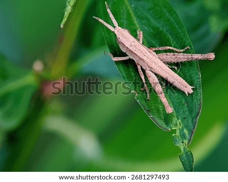 Macro Collection of Various Insects (Insecta) in a Natural Green Habitat