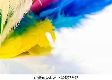 Macro of colofull easter feathers on white background with copy space