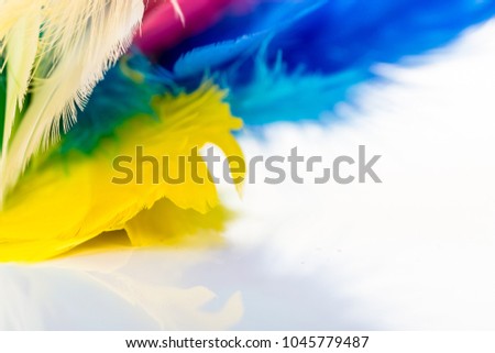 Macro of colofull easter feathers on white background with copy space