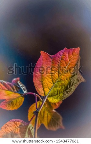 Similar – Foto Bild Die Blätter im Herbst werden gelb.