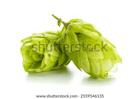 Macro of common hops or Humulus lupulus fruit cones on white background