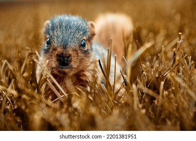 A macro of common squirrel peaking out of  autumn grass looking at the camera