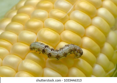 Macro Corn Moth Caterpillar Stock Photo 1033446313 | Shutterstock