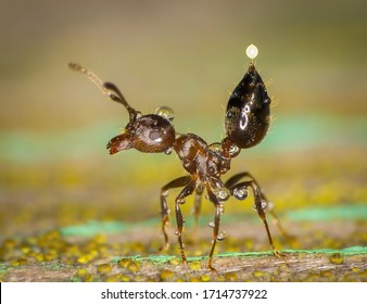 Macro of a Crematogaster cerasi ant in defensive stance pointing its abdomen up with a drop of venom dripping from its stinger with rain drops on its exoskeleton. On a green painted wood plank.