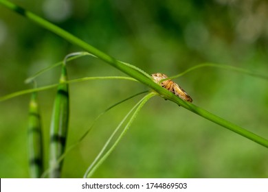 Macro of a cricket on a green grass strand