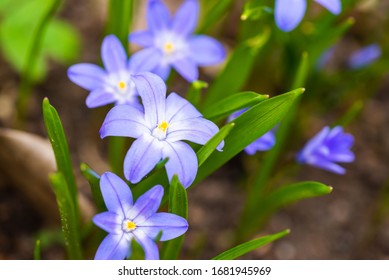 Macro Of Crocus Sativus L. With Purple Petals On Blurred Background In Spring. Crocus Flowers Close-up. Spring Background In. Nature Blossom In Spring After Winter