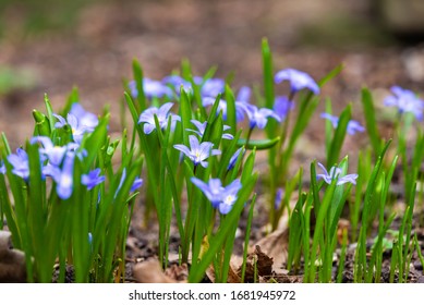 Macro Of Crocus Sativus L. With Purple Petals On Blurred Background In Spring. Crocus Flowers Close-up. Spring Background In. Nature Blossom In Spring After Winter