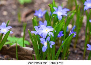 Macro Of Crocus Sativus L. With Purple Petals On Blurred Background In Spring. Crocus Flowers Close-up. Spring Background In. Nature Blossom In Spring After Winter