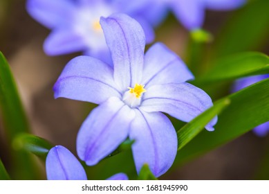 Macro Of Crocus Sativus L. With Purple Petals On Blurred Background In Spring. Crocus Flowers Close-up. Spring Background In. Nature Blossom In Spring After Winter