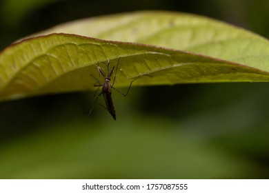 Macro Of Culex Quinquefasciatus Mosquito Or Southern House Mosquito Holding A Leaf With Copy Space For Texts Writing