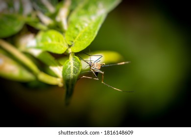 Macro Of Culex Quinquefasciatus Mosquito Or Southern House Mosquito Holding A Leaf