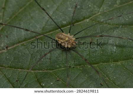 A macro of a Daddy longlegs on a leaf