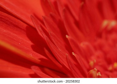 Macro of a daisy