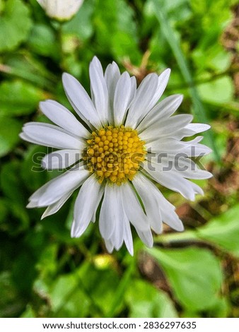 Macro daisy on grass background