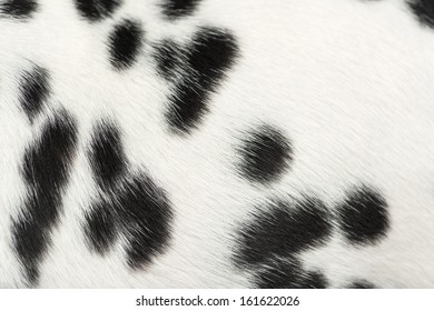 Macro Of A Dalmatian Puppy Fur