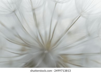 Macro dandelion black and white. Freedom to Wish. Dandelion silhouette fluffy flower on sunset sky. Seed macro closeup. Soft focus. Goodbye Summer. Hope and dreaming concept. Fragility. Springtime. - Powered by Shutterstock