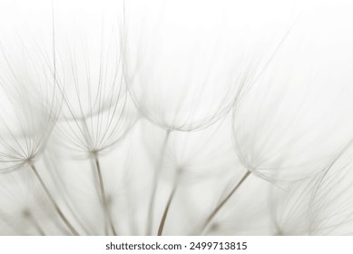 Macro dandelion black and white. Freedom to Wish. Dandelion silhouette fluffy flower on sunset sky. Seed macro closeup. Soft focus. Goodbye Summer. Hope and dreaming concept. Fragility. Springtime. - Powered by Shutterstock