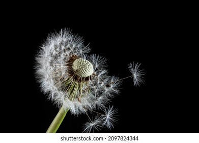 Macro dandelion blowing away, dark black background. Freedom to Wish. Seed macro closeup. Goodbye Summer Hope and dreaming concept. Fragility. Springtime. soft focus. Macro nature. abstract background