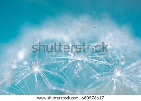 Macro of a dandelion with droplets on the delicate blue background. selective focus.