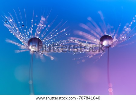 Macro of dandelion with drops of water on a background