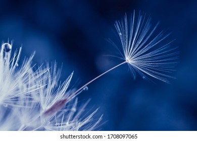 Macro Of A Dandelion Seed