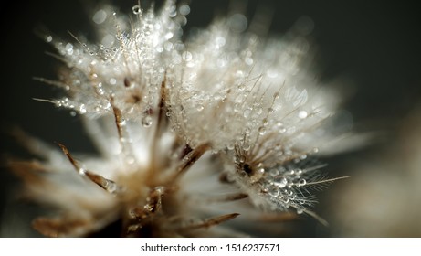 Macro of dandelion with water droplet