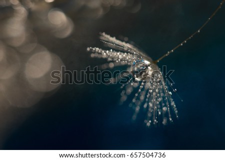 Macro of dandelion with water drops . Beautiful background with bokeh and texture.