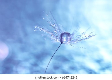 Macro of dandelion with water drops. Dandelion seeds on a beautiful background with bokeh. selective focus