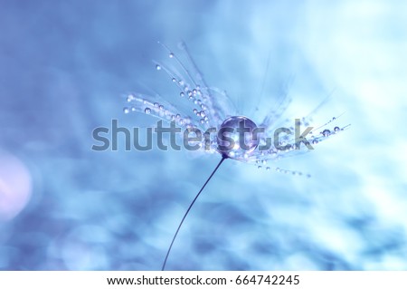 Macro of dandelion with water drops. Dandelion seeds on a beautiful background with bokeh. selective focus