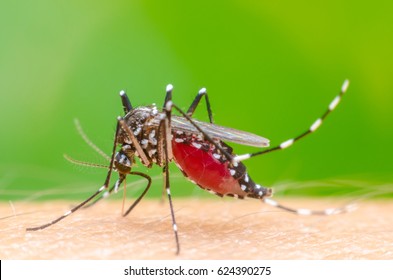 Macro Dangerous Zica Virus Aedes Aegypti Mosquito On Skin Human