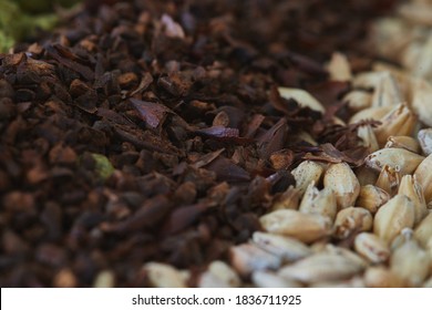 Macro Of Dark Chocolate Roasted Malt Next To Pale Ale Barley Malt For Craft Beer Brewing