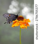 Macro of a dark morph female eastern tiger swallowtail (Papilio glaucus) butterfly resting on a helenium flower - side view