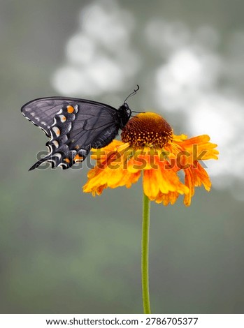 Macro of a dark morph female eastern tiger swallowtail (Papilio glaucus) butterfly resting on a helenium flower - side view