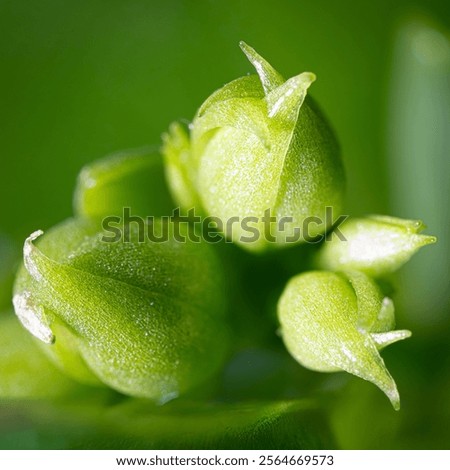 Macro détaillée de bourgeons verts. Detailed macro of green buds.