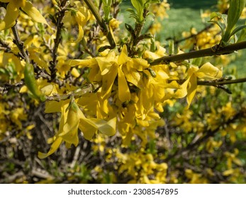 Macro of deciduous shrub the Easter Tree (Forsythia) 'Gold tide' in full bloom with light yellow flowers in bright sunlight in early spring