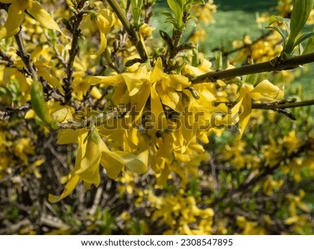 Macro of deciduous shrub the Easter Tree (Forsythia) 'Gold tide' in full bloom with light yellow flowers in bright sunlight in early spring