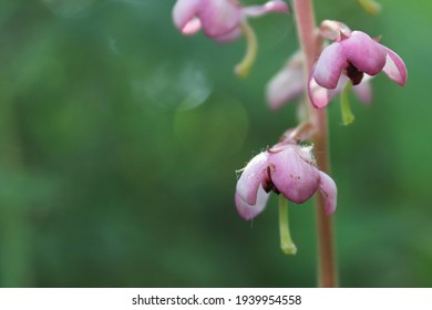 Macro Delicate Flowers On A Pink Wintergreen Plant.