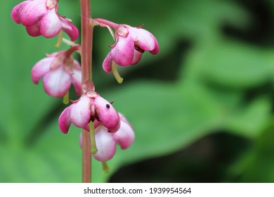 Macro Delicate Flowers On A Pink Wintergreen Plant.