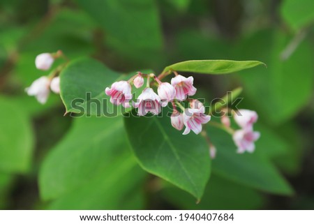 Macro of delicate pink flowers on Spreading Dogbane.