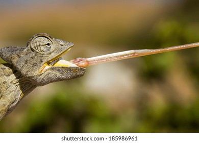 Macro of a Desert Chameleon with shooting tongue, Namibia