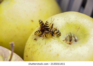 Macro detail of Bees feed on an apple. Closeup of Wasp Abdomens on an Apple. Swarm of yellow jacket wasps eating red apple on grass