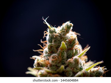 Macro Detail Of Cannabis Flower (sour Diesel Strain) Isolated Over Black Background, Medical Marijuana Concept