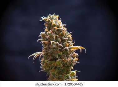 Macro Detail Of Cannabis Flower Trichomes (sour Diesel Strain) Isolated Over Black Background, Medical Marijuana Concept